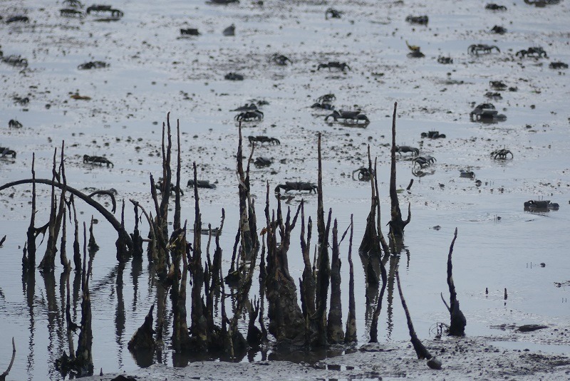 Une île fluviale